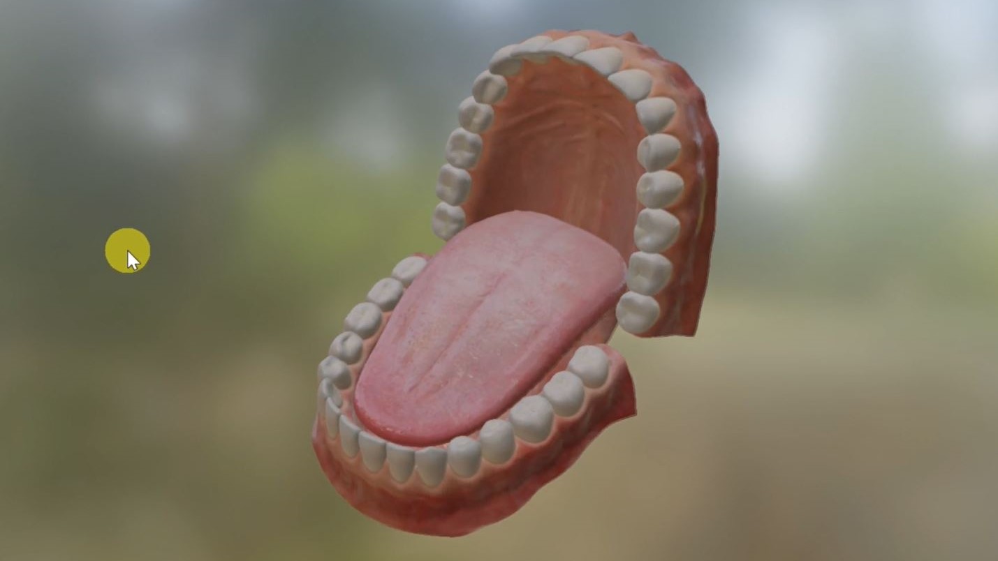 Understanding Teeth, Toothache, and Ways to Solve it